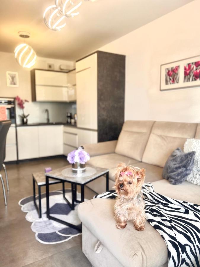 Downtownapartments Andy Air-Conditioned, Underground Parking Available Rzeszów Exteriör bild